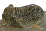 Detailed Proetid (Gerastos) Trilobite Fossil - Morocco #343288-1